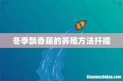 冬季飘香藤的养殖方法扦插