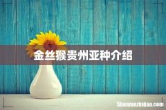 金丝猴贵州亚种介绍