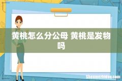 黄桃怎么分公母 黄桃是发物吗