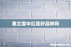 寒兰雪中红是好品种吗