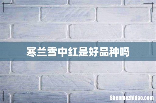 寒兰雪中红是好品种吗