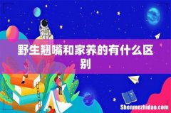 野生翘嘴和家养的有什么区别