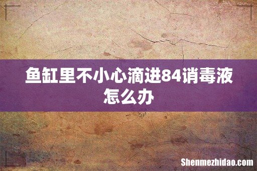 鱼缸里不小心滴进84诮毒液怎么办