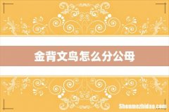 金背文鸟怎么分公母