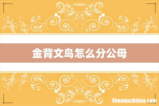 金背文鸟怎么分公母