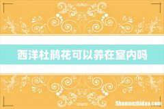 西洋杜鹃花可以养在室内吗