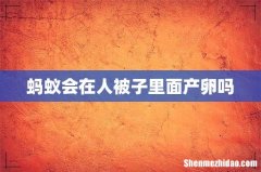 蚂蚁会在人被子里面产卵吗