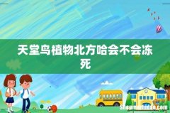 天堂鸟植物北方哈会不会冻死