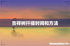 吉祥树扦插时间和方法