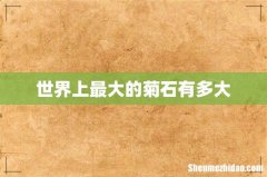 世界上最大的菊石有多大
