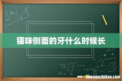 猫咪侧面的牙什么时候长