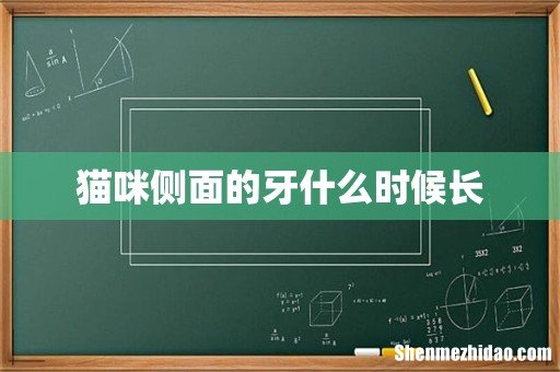 猫咪侧面的牙什么时候长