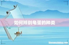 如何辨别龟蛋的种类