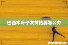 巴西木叶子发黄枯萎怎么办