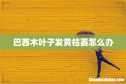 巴西木叶子发黄枯萎怎么办