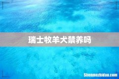 瑞士牧羊犬禁养吗