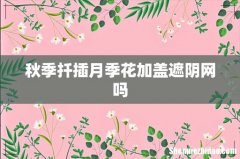 秋季扦插月季花加盖遮阴网吗