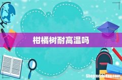 柑橘树耐高温吗
