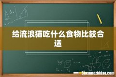 给流浪猫吃什么食物比较合适