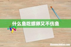 什么鱼吃螺卵又不伤鱼