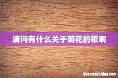 请问有什么关于菊花的歌啊