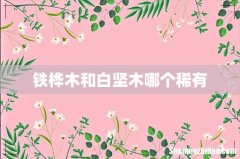 铁桦木和白坚木哪个稀有