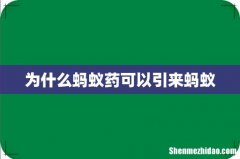 为什么蚂蚁药可以引来蚂蚁