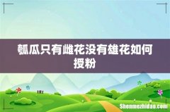 瓠瓜只有雌花没有雄花如何授粉