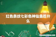 红色条纹七彩色神仙鱼吃什么