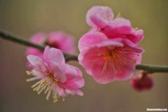 2018.3月1日农历是多少 201813是农历几月几日