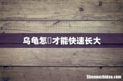 乌龟怎麼才能快速长大