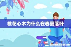 桃花心木为什么在春夏落叶