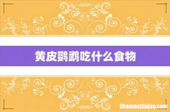 黄皮鹦鹉吃什么食物