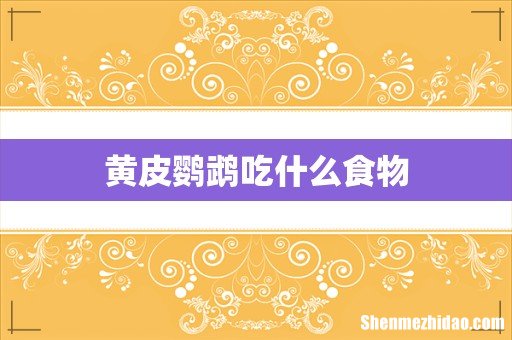 黄皮鹦鹉吃什么食物