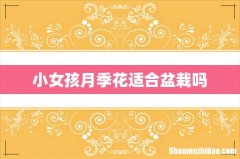 小女孩月季花适合盆栽吗