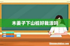 木姜子下山桩好栽活吗