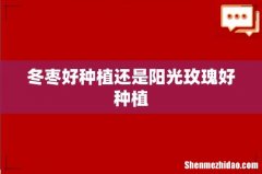 冬枣好种植还是阳光玫瑰好种植