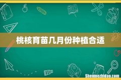 桃核育苗几月份种植合适