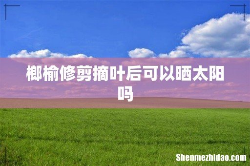 榔榆修剪摘叶后可以晒太阳吗