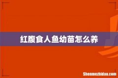 红腹食人鱼幼苗怎么养