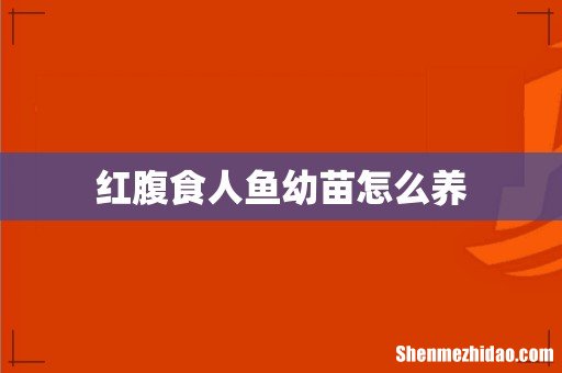 红腹食人鱼幼苗怎么养