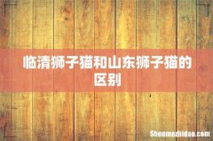 临清狮子猫和山东狮子猫的区别