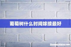 葡萄树什么时间嫁接最好