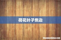 荷花叶子焦边
