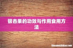 银杏果的功效与作用食用方法