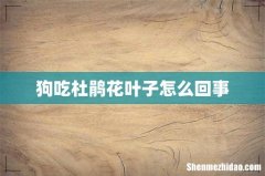 狗吃杜鹃花叶子怎么回事