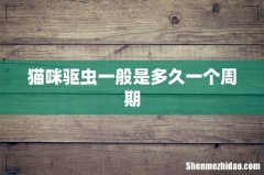 猫咪驱虫一般是多久一个周期