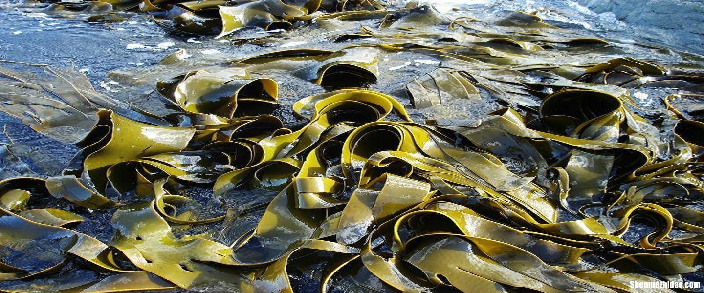吃海带后多久可以喝茶 吃海带后多久可以喝茶叶