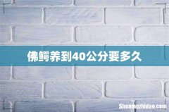 佛鳄养到40公分要多久