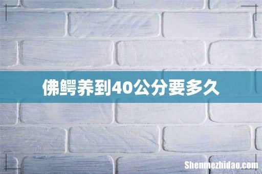 佛鳄养到40公分要多久